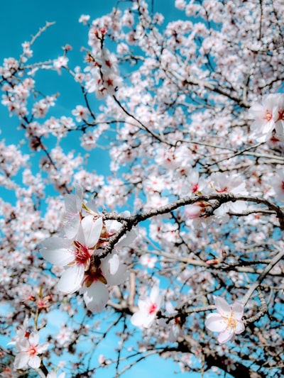 白天开白色樱花